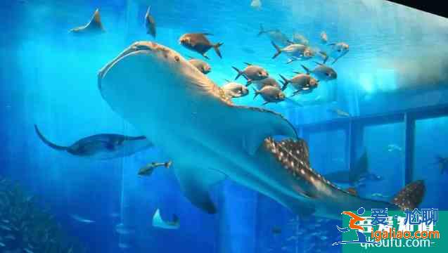 沖繩冬天適合旅游嗎 冬天去沖繩玩什么？