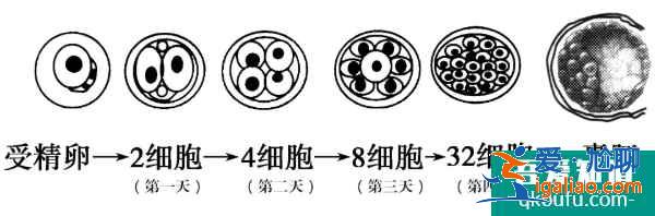 導致女性不孕的原因有哪些？泰國試管嬰兒如何解決？？