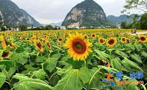 【南寧上林向日葵】上林葵花什么時候開,上林向日葵在哪里? 【南寧上林向日葵】上林葵花什么時候開,上林向日葵在哪里?