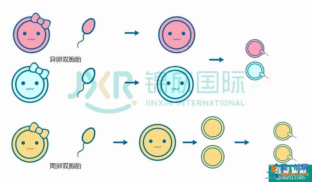 試管專家告訴你：如何懷雙胞胎，你懷雙胎的幾率高嗎？？