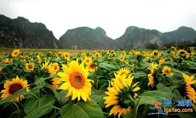 【南寧上林向日葵】上林葵花什么時候開,上林向日葵在哪里? 【南寧上林向日葵】上林葵花什么時候開,上林向日葵在哪里?
