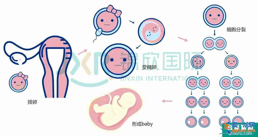 試管專家告訴你：如何懷雙胞胎，你懷雙胎的幾率高嗎？？