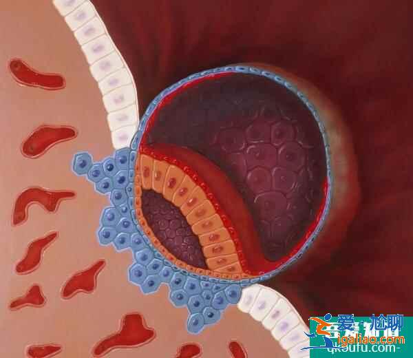 試管嬰兒為什么要打HCG?有什么用?? 試管嬰兒為什么要打HCG?有什么用??