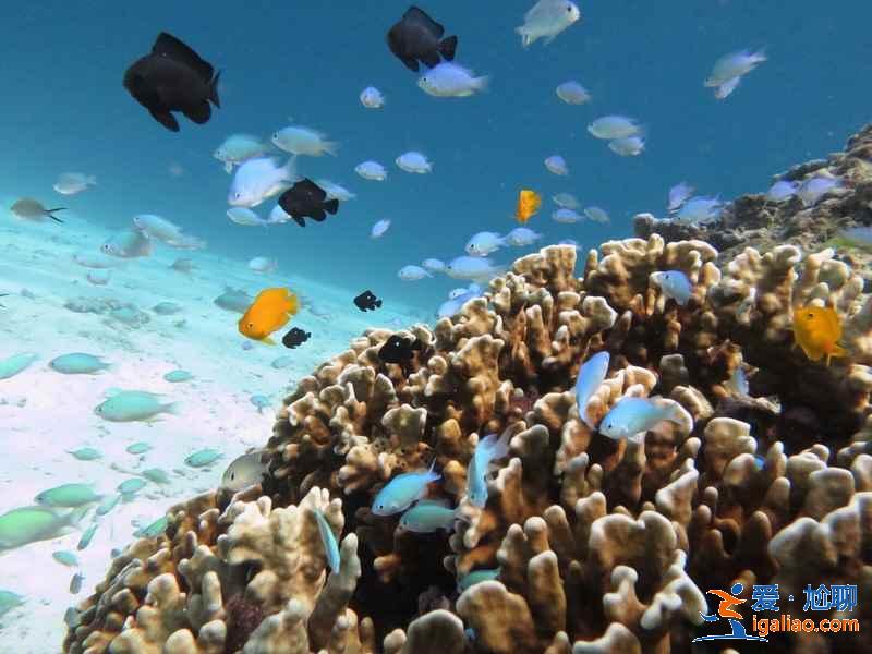 芽莊情侶游怎么玩,芽莊情侶游路線,芽莊情侶游攻略? 芽莊情侶游怎么玩,芽莊情侶游路線,芽莊情侶游攻略?