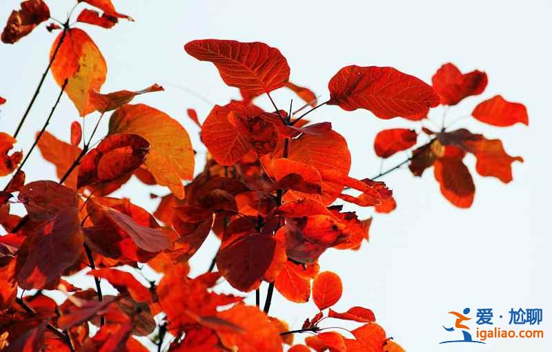 【國慶北京香山紅葉能看嗎】北京國慶節去哪里看紅葉，國慶節北京看紅葉的地方？