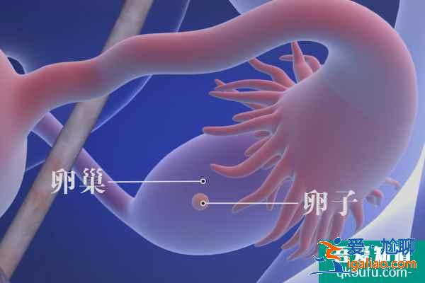 試管嬰兒專家：赴美IVF前遠離輻射、提高精卵質量？