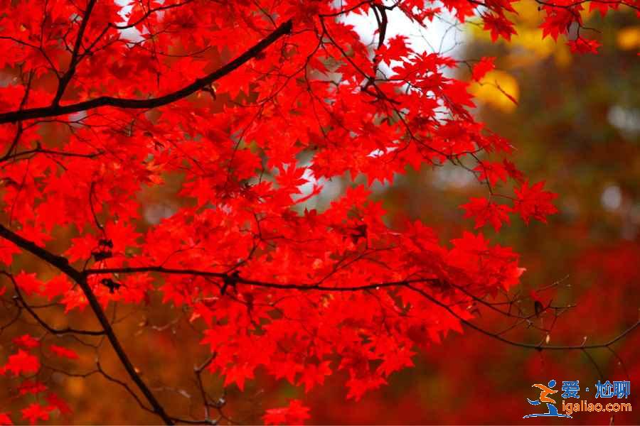 【國慶北京香山紅葉能看嗎】北京國慶節去哪里看紅葉，國慶節北京看紅葉的地方？