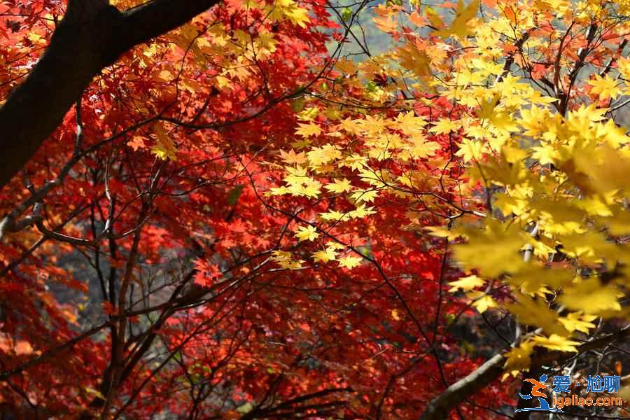【國慶北京香山紅葉能看嗎】北京國慶節去哪里看紅葉，國慶節北京看紅葉的地方？