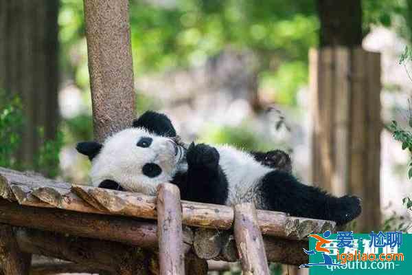 2022成都大熊貓基地門票需要預約嗎？