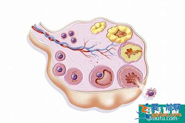卵巢早衰影響取卵，試管嬰兒從兩方面提高獲卵率？