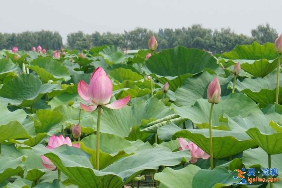 白洋淀哪個景點好玩,白洋淀一日游必去景點,白洋淀一日游攻略? 白洋淀哪個景點好玩,白洋淀一日游必去景點,白洋淀一日游攻略?