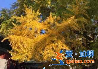 【鄭州十一天氣】2018鄭州十一天氣如何，2018鄭州十一天氣預報？