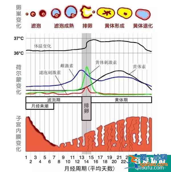 卵巢儲備不足，赴美做試管嬰兒能成功嗎？？