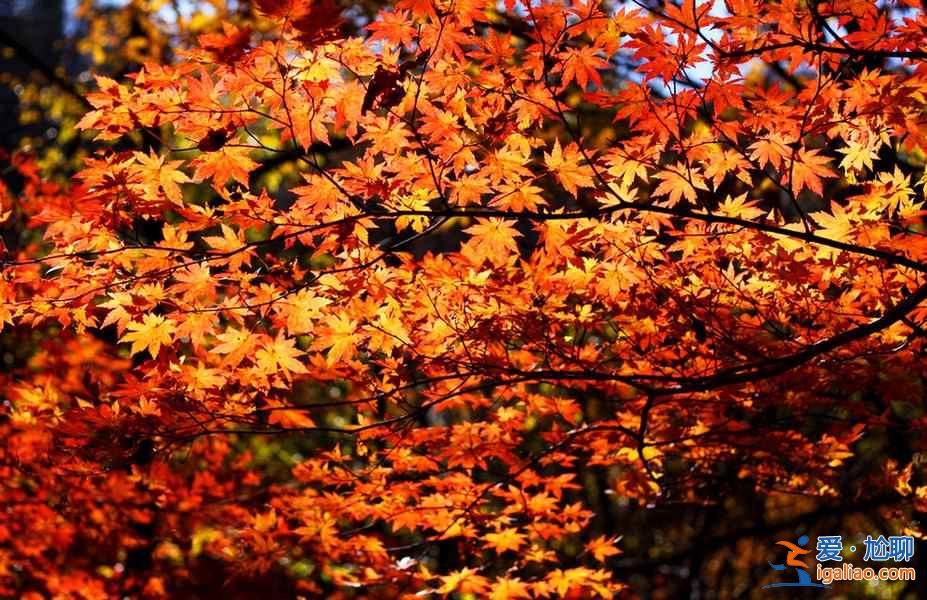 2018中秋國慶去哪兒玩,最全最美國內(nèi)目的地推薦!? 2018中秋國慶去哪兒玩,最全最美國內(nèi)目的地推薦!?