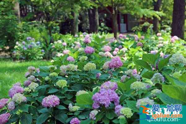 上海植物園自2022年1月1日起免大門票 附開放時間？