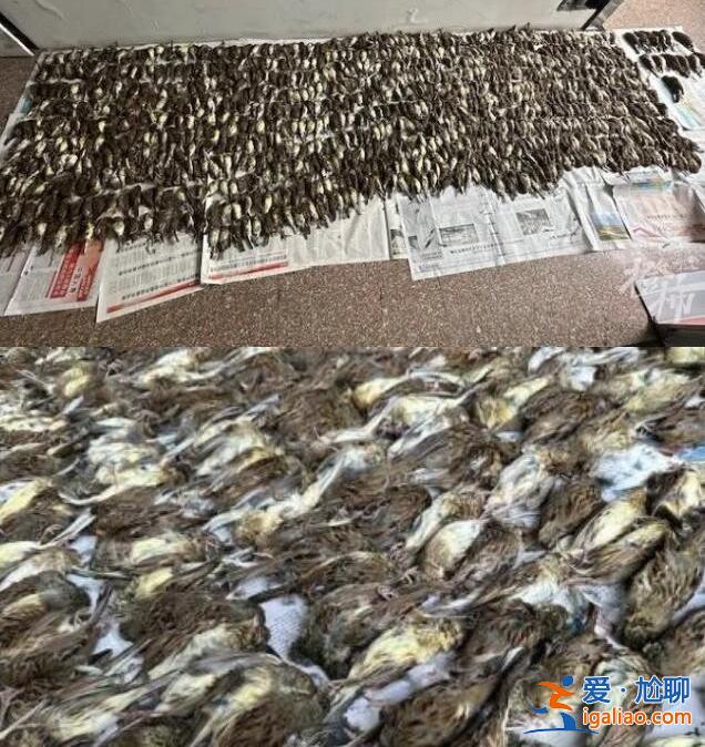 男子捕鳥近千只稱用來涮火鍋 被查獲竟然都是保護動物？