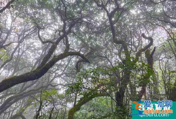 因雨雪天氣影響桂林貓兒山景區暫停對外開放？