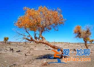 國慶去額濟納人多嗎,2018十一額濟納住宿貴嗎? 國慶去額濟納人多嗎,2018十一額濟納住宿貴嗎?