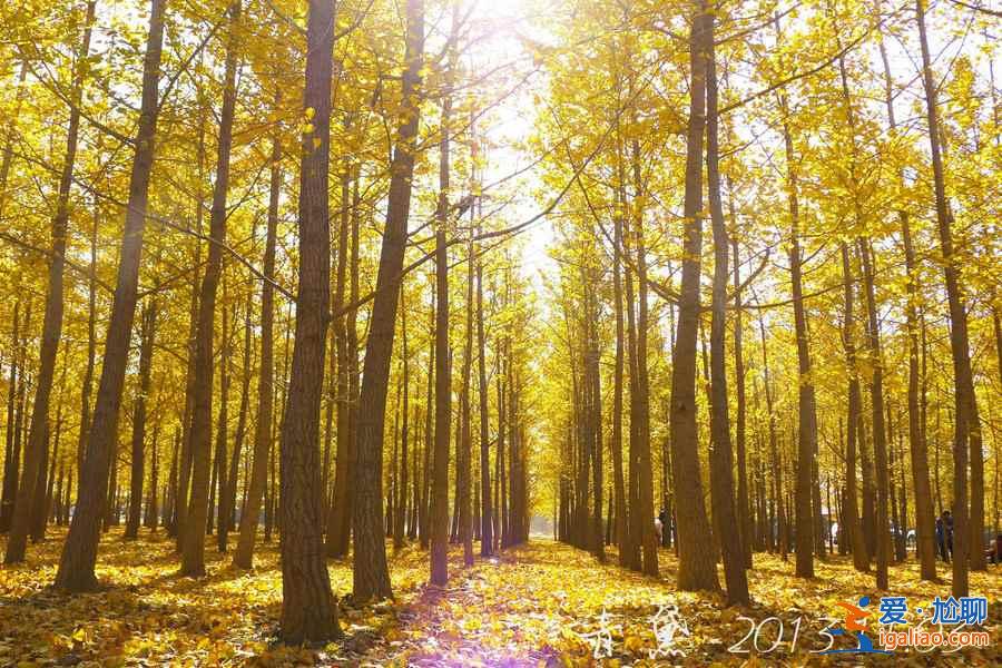 張各莊銀杏葉怎么去,2018昌平張各莊銀杏葉時間、地點、交通指南? 張各莊銀杏葉怎么去,2018昌平張各莊銀杏葉時間、地點、交通指南?