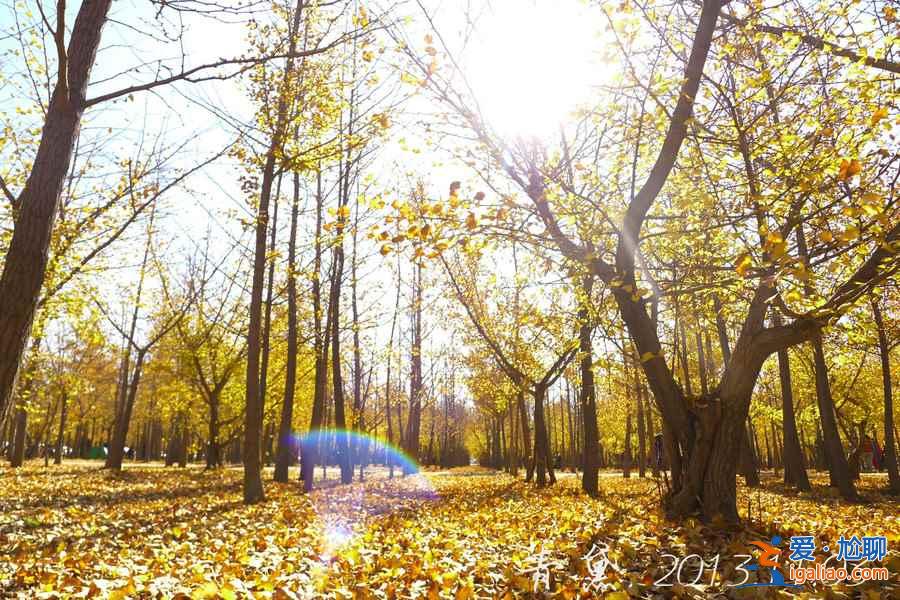 張各莊銀杏葉怎么去,2018昌平張各莊銀杏葉時間、地點、交通指南? 張各莊銀杏葉怎么去,2018昌平張各莊銀杏葉時間、地點、交通指南?