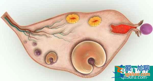 解析:卵巢低反應的原因以及泰國試管嬰兒的解決方案? 解析:卵巢低反應的原因以及泰國試管嬰兒的解決方案?