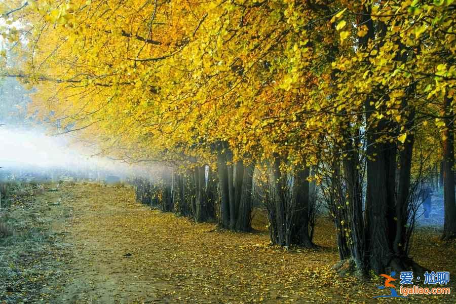 張各莊銀杏葉怎么去,2018昌平張各莊銀杏葉時間、地點、交通指南? 張各莊銀杏葉怎么去,2018昌平張各莊銀杏葉時間、地點、交通指南?