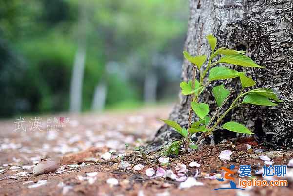 2018清明節高速是否免費,清明節高速免費時間? 2018清明節高速是否免費,清明節高速免費時間?