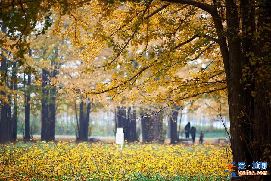 臨沂銀杏園，最美的秋景？