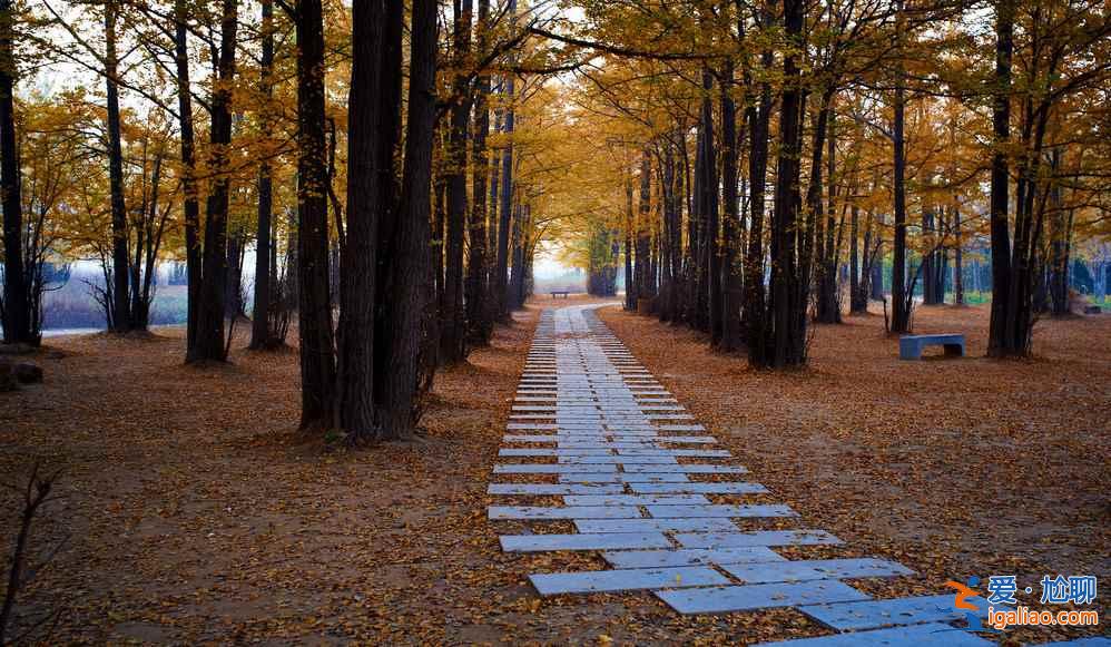 臨沂銀杏園，最美的秋景？
