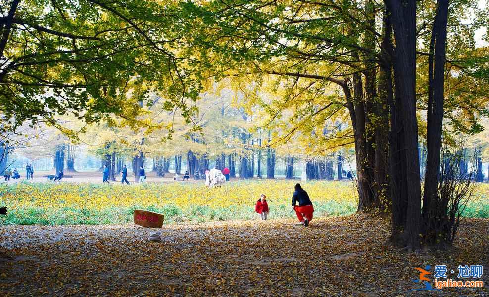 臨沂銀杏園，最美的秋景？