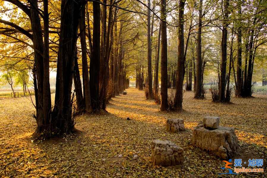 臨沂銀杏園，最美的秋景？