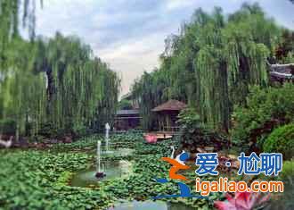 臨沂銀杏園，最美的秋景？