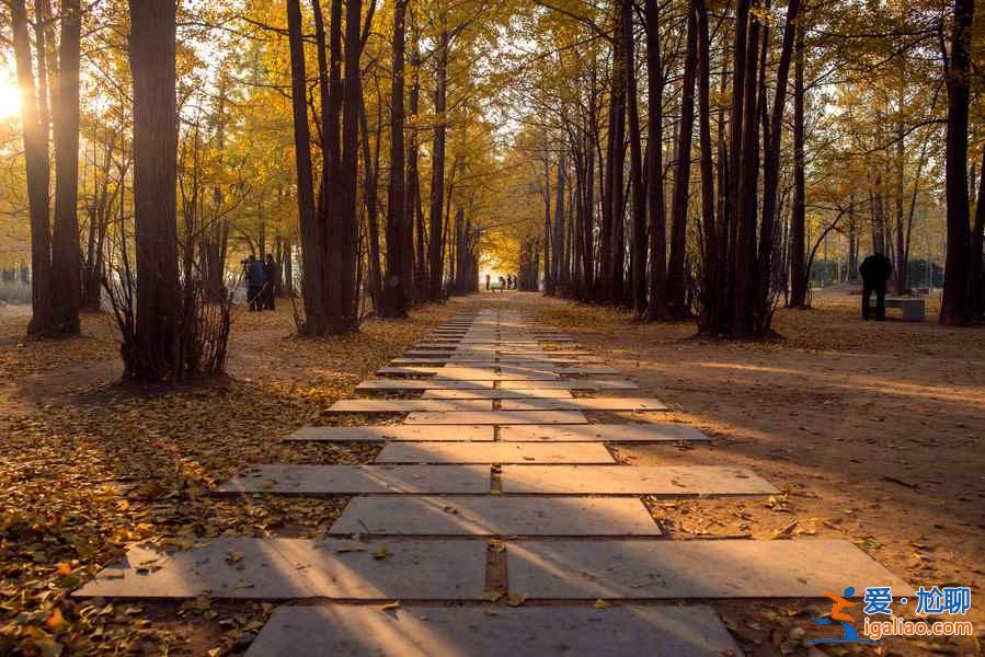 臨沂銀杏園，最美的秋景？