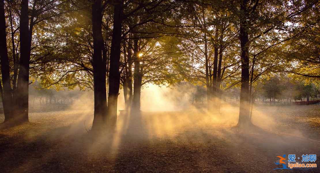 臨沂銀杏園，最美的秋景？