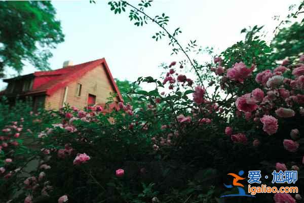 2018端午節去青島,不可錯過的美景與美食? 2018端午節去青島,不可錯過的美景與美食?