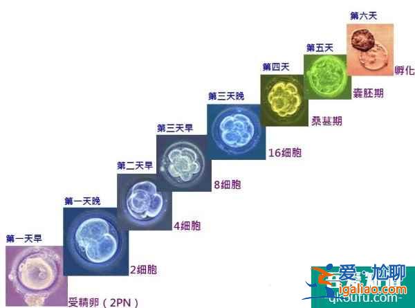 泰國試管嬰兒技術(shù)助您健康生雙胞胎？