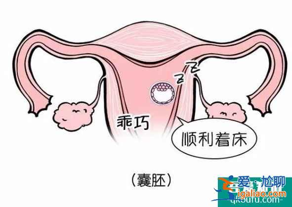 試管嬰兒移植囊胚成功率高嗎？？