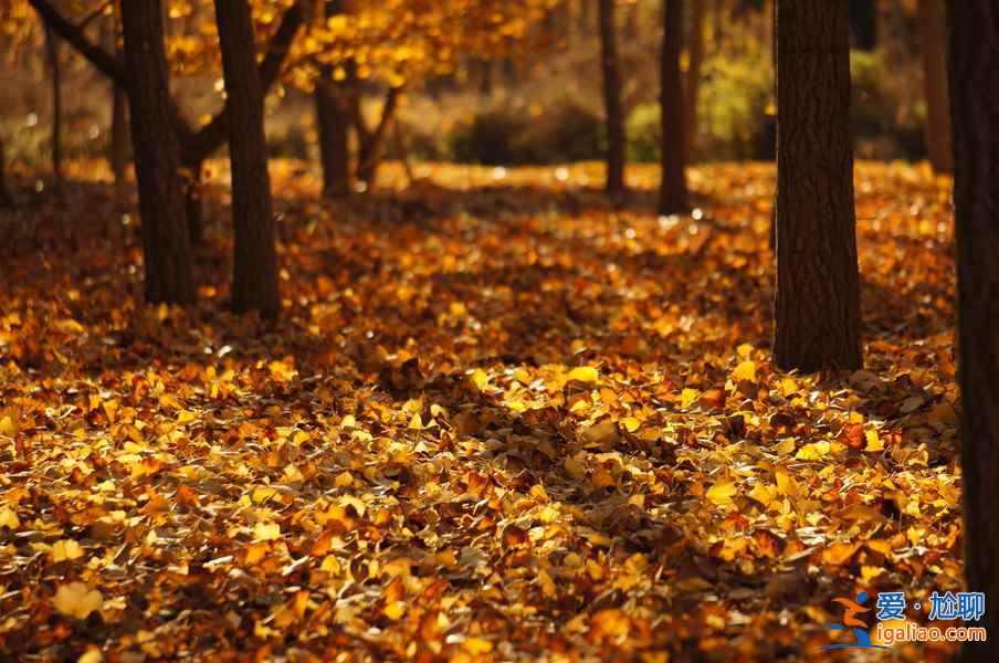 【北京賞銀杏最佳去處】金秋九月京城賞銀杏全攻略? 【北京賞銀杏最佳去處】金秋九月京城賞銀杏全攻略?