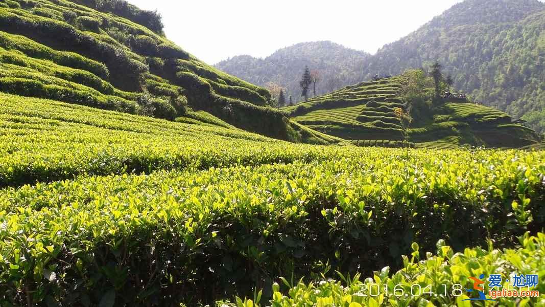 神奇的北緯30°，貫穿了中國著名的9大名茶？