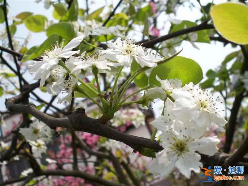 南匯桃花節什么時候開始，2017南匯桃花節時間、地點、門票？