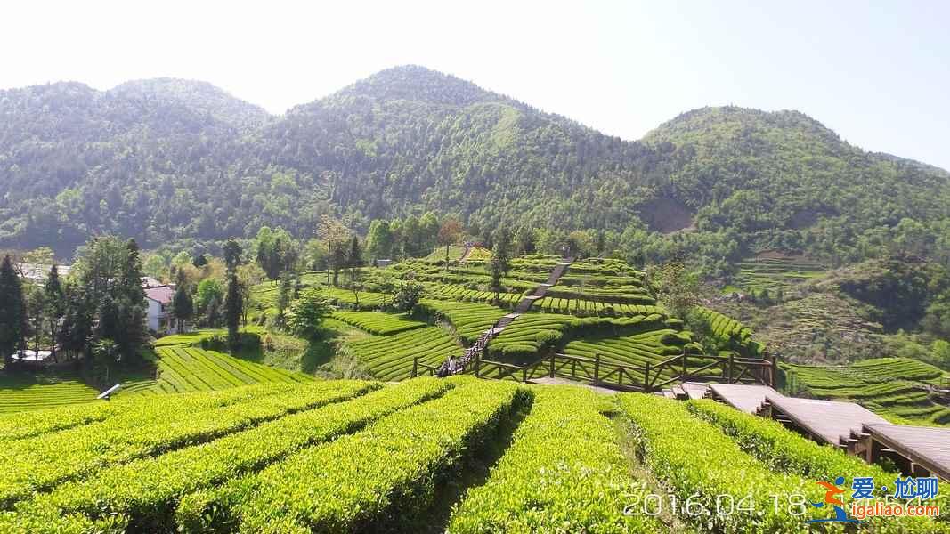 神奇的北緯30°，貫穿了中國著名的9大名茶？