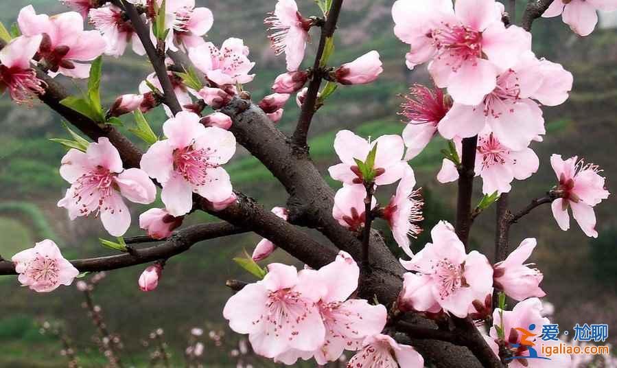 濟(jì)寧到泗水桃花節(jié)怎么走，濟(jì)寧到泗水桃花節(jié)班車—時(shí)刻表？