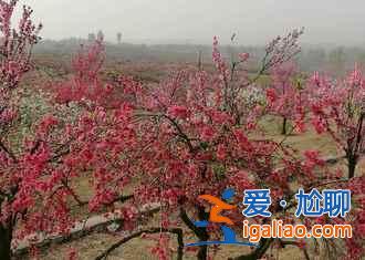濟(jì)寧到泗水桃花節(jié)怎么走，濟(jì)寧到泗水桃花節(jié)班車—時(shí)刻表？