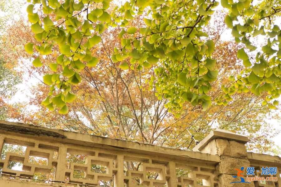 【北京賞銀杏最佳去處】金秋九月京城賞銀杏全攻略? 【北京賞銀杏最佳去處】金秋九月京城賞銀杏全攻略?