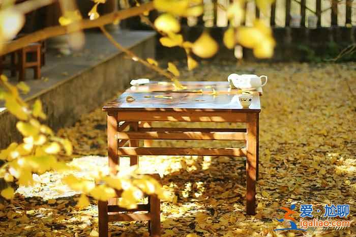 【北京賞銀杏最佳去處】金秋九月京城賞銀杏全攻略? 【北京賞銀杏最佳去處】金秋九月京城賞銀杏全攻略?