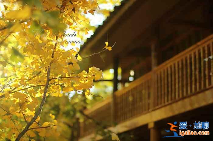 【北京賞銀杏最佳去處】金秋九月京城賞銀杏全攻略? 【北京賞銀杏最佳去處】金秋九月京城賞銀杏全攻略?