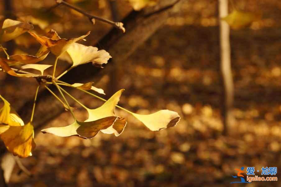 【北京賞銀杏最佳去處】金秋九月京城賞銀杏全攻略? 【北京賞銀杏最佳去處】金秋九月京城賞銀杏全攻略?