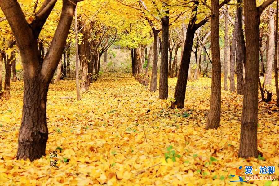 【北京賞銀杏最佳去處】金秋九月京城賞銀杏全攻略? 【北京賞銀杏最佳去處】金秋九月京城賞銀杏全攻略?