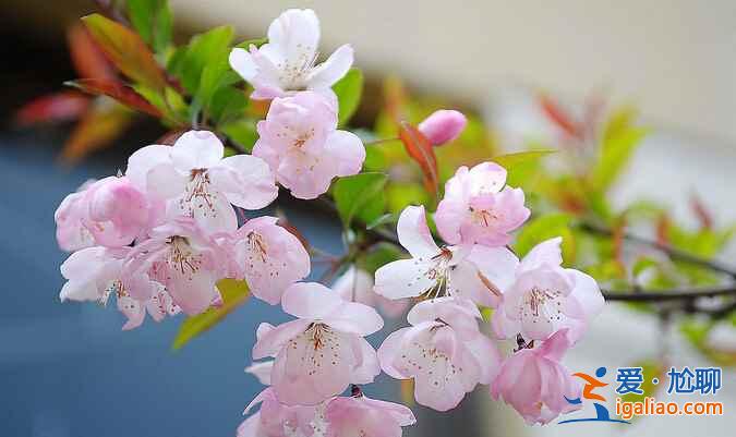 【清明節北京天氣】2018年清明節北京天氣,清明節北京穿什么? 【清明節北京天氣】2018年清明節北京天氣,清明節北京穿什么?