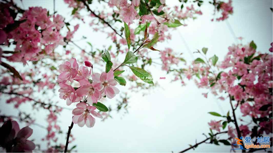 【清明節北京天氣】2018年清明節北京天氣,清明節北京穿什么? 【清明節北京天氣】2018年清明節北京天氣,清明節北京穿什么?